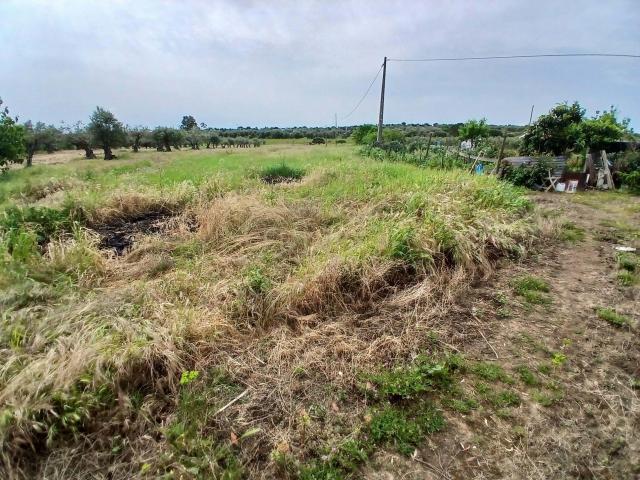 Terreno Rustico 11 500m2 com poço e bomba para regadio Reguengos de Monsaraz
