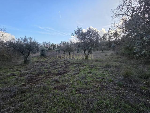 Terreno Rústico 27.000 m² || Alvorge || Ansião