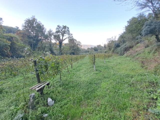 Terreno Rústico