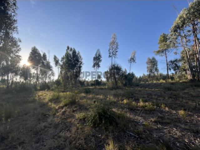 Terreno rústico com mais de 1hectare e várias árvores Agroal, Tomar