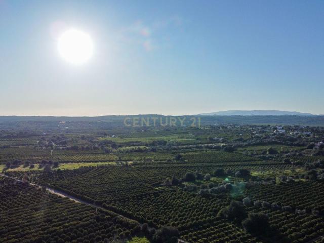 TERRENO RUSTICO COM OLIVEIRAS PARA VENDA