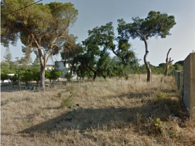 TERRENO RUSTICO com árvores a 3 kms de Quarteira