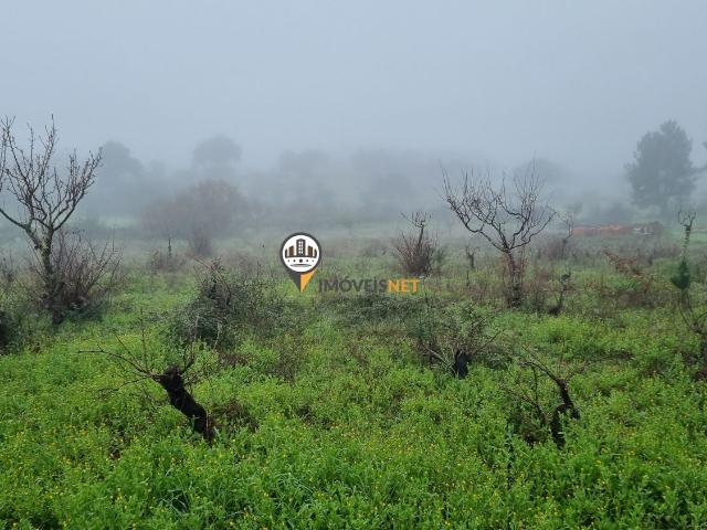 Terreno Rústico com cerca de 5000m2, Venda, Povoa de Rio Moinhos, Castelo Branco