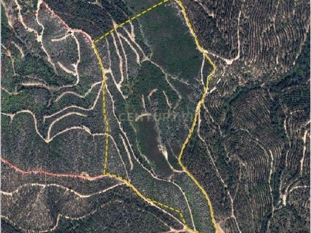 terreno Rustico com Eucaliptal