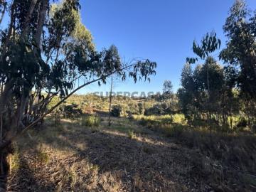 Terreno rústico com Eucaliptal Agroal, Tomar