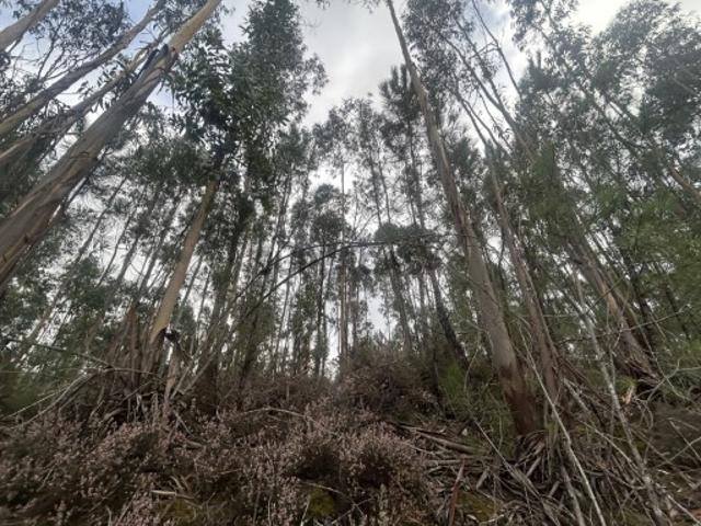 Terreno rústico com eucaliptal e ribeira Aboboreira Fundeira, Tomar