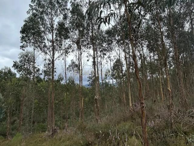 Terreno Rustico com Eucaliptal | Negociável
