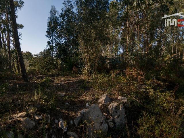 TERRENO RÚSTICO COM PINHAL, EUCALIPTOS E OLIVAL