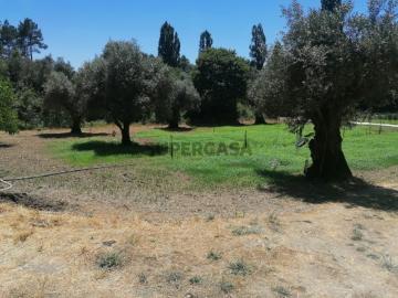 Terreno rústico com poço Cem Soldos, Tomar