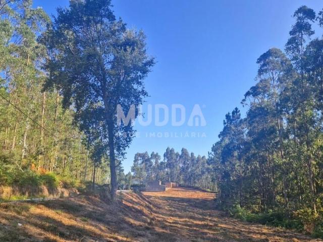 Terreno Rústico com Viabilidade de Construção em São Martinho da Gandara – Oliveira de Azeméis