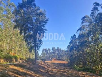 Terreno Rústico com Viabilidade de Construção em São Martinho da Gandara – Oliveira de Azeméis