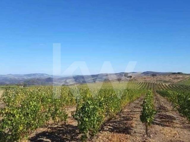 Terreno rústico com vista rio em Seixas, Vila Nova de Foz Côa