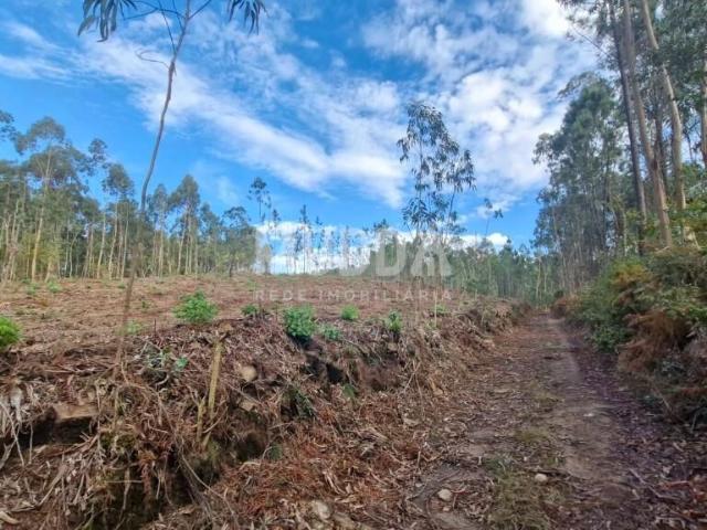 Terreno Rústico com 14.000 m² – Vale de Éguas, Romariz, Santa Maria da Feira