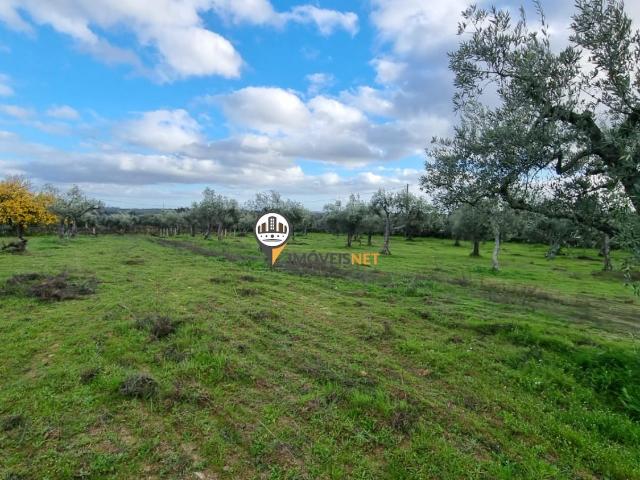 Terreno Rustico com 1750m2, Venda, Povoa de Rio Moinhos
