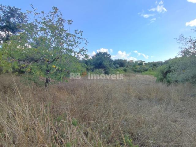 Terreno rústico com 1280m² Ferreira do Zêzere