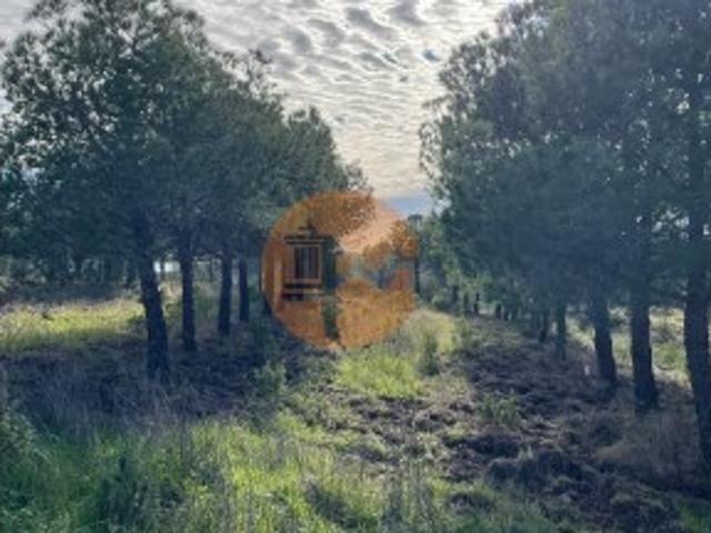TERRENO RUSTICO COM 23.320 M2 COM MUITAS ÁRVORES ACESSO POR ASFALTO PRÓXIMO A CORTE VELHA ODELEITE CASTRO MARIM ALGARVE