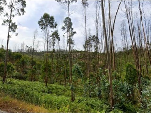 Terreno Rústico com 23.718 m² e Frente de Estrada | Espite Ourém
