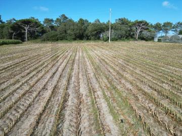 Terreno Rústico com 2,5 Hectares | Zona do Rio Alto – Estela, Póvoa de Varzim