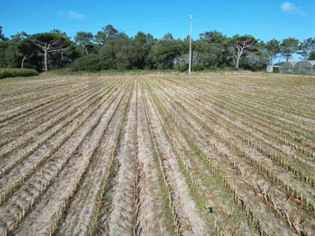 Terreno Rústico com 2,5 Hectares | Zona do Rio Alto – Estela, Póvoa de Varzim