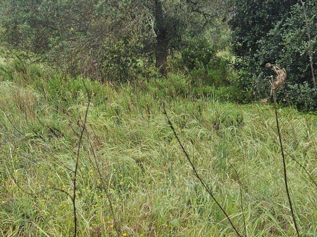 Terreno rústico com 2.750 m² 0,275 ha, localizado na zona de Canafechal, na Mexilhoeira Grande, concelho de Portimão
