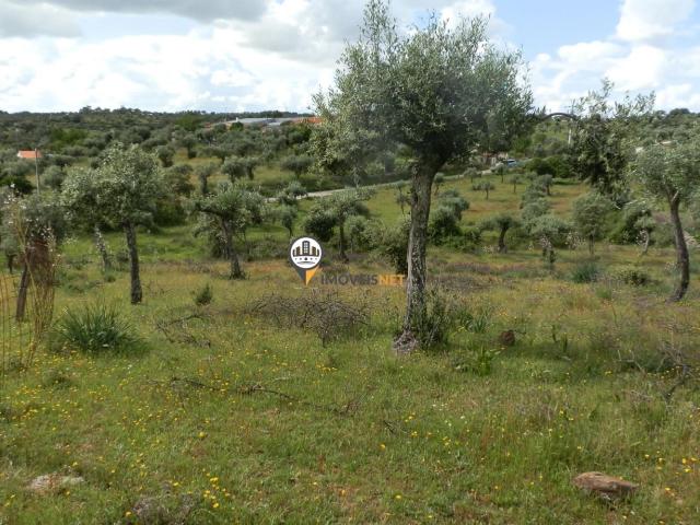 Terreno Rústico com 3250m2, Venda, Mata, Castelo Branco