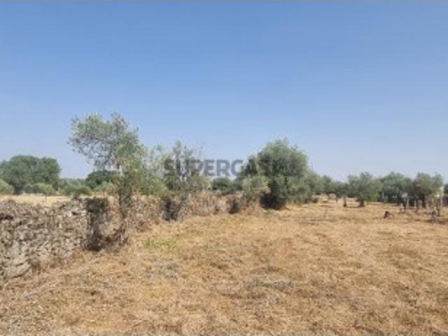 Terreno rustico com 3 poços e barracão junto à zona urbana da aldeia