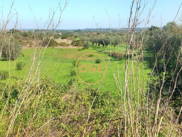 Terreno Rústico com 3ha em Olaia, Torres Novas