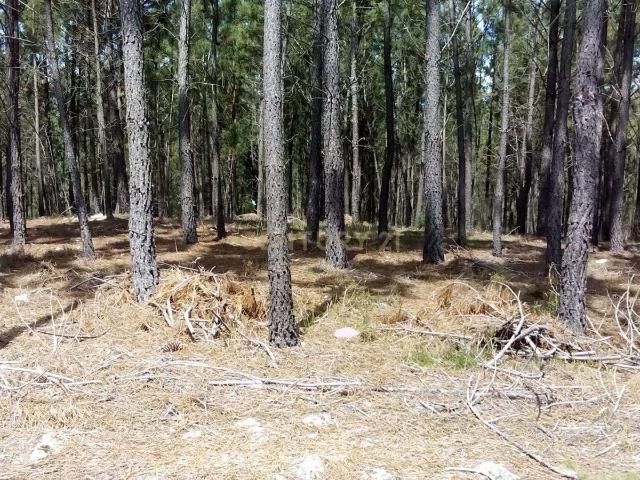 Terreno Rústico com 4.448,57 m² – Pinhal e Mato – 20.000€ Vergadinhas, Janeiro de Baixo, Pampilhosa da Serra