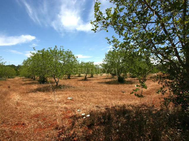 Terreno rustico com 50 Alfarrobeiras e muito bom acesso, S.B. Messines, Silves