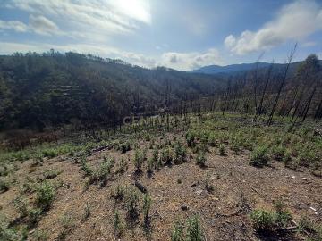Terreno Rustico com 6220m2 Sobrainho da Ribeira Sarzedas