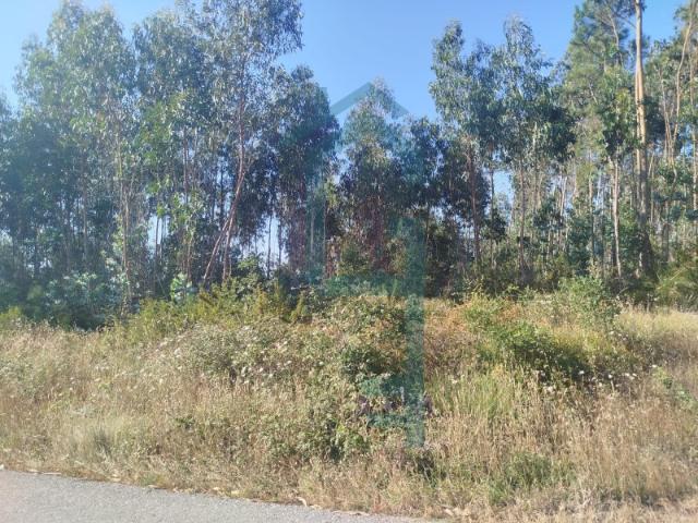 Terreno Rústico com 7.640 m² | Quintão Rio Maior | Potencial para Turismo Rural