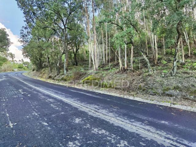 Terreno rústico, composto por eucaliptos / Amiais d Baixo