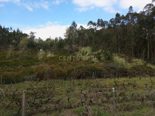 Terreno Rústico à Venda – 1800 m² em Vale Moreira, Vilar