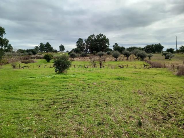 Terreno rústico Aldeia da Zebreira, Idanha a nova