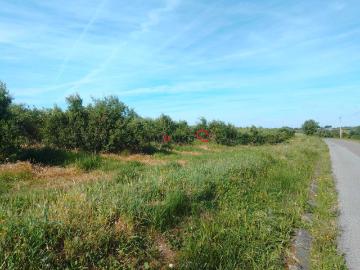 Terreno Rustico Almoster, Santarém