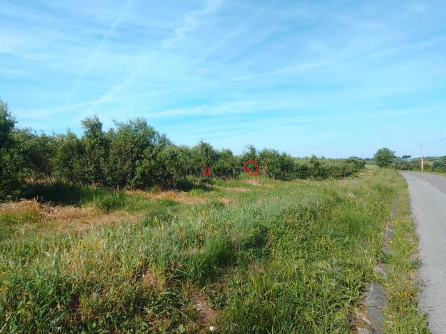 Terreno Rustico Almoster, Santarém