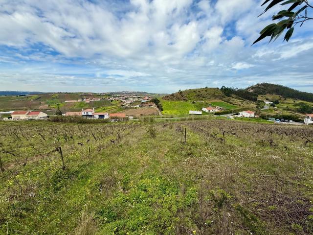 Terreno Rústico c/17 960m2 e vinhas antigas