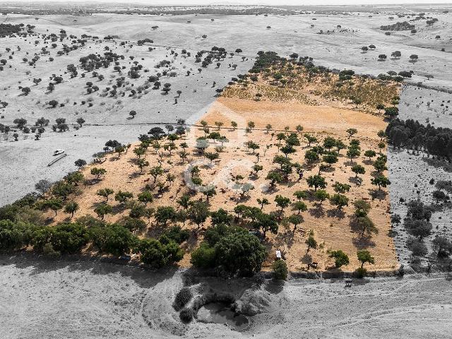 Terreno Rústico de 3,825 ha c/ Sobral | Reguengos de Monsaraz, Évora