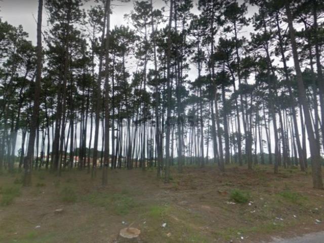 Terreno rústico de 0.5ha Marinha Grande