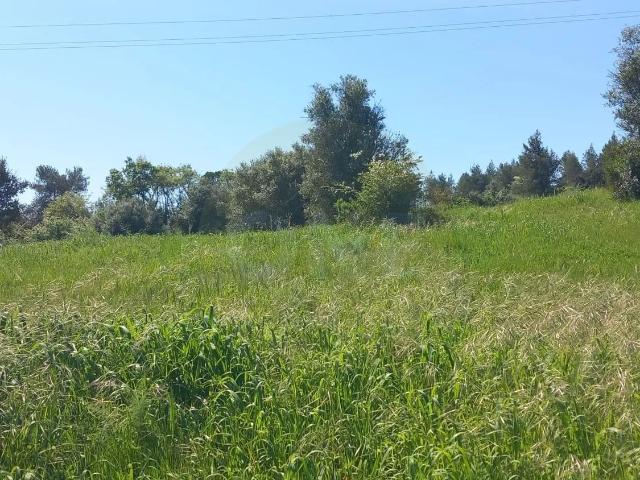 Terreno Rústico de 1ha em Paialvo, Tomar