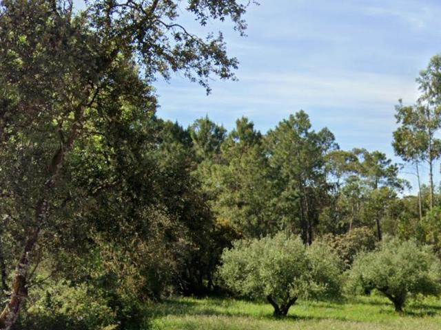 Terreno Rústico de 21000 m2 na Ladeira do Pessegueira, Maxieira