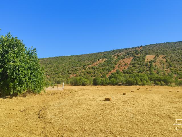 Terreno Rústico de 23.400 m² na Tôr – Loulé | Ideal para Agricultura ou Projeto Equestre