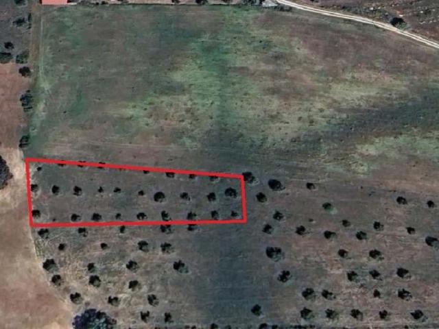 Terreno rústico de 2660 m2 em Tremês, Santarém