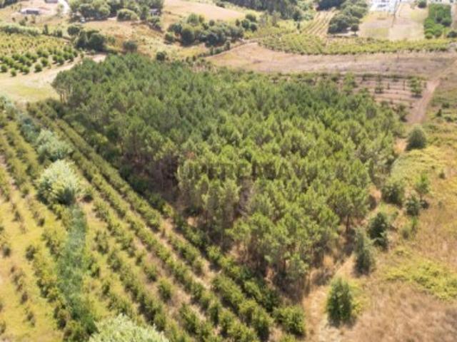 Terreno Rústico de 7.840 m² com pinheiros no Brejo Bombarral