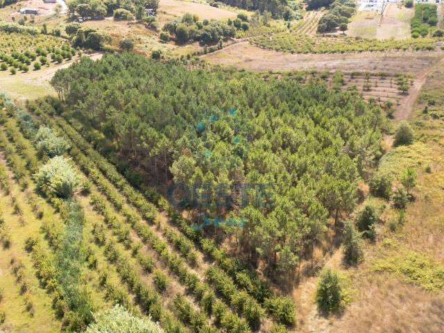 Terreno Rústico de 7.840 m² com pinheiros no Brejo – Bombarral
