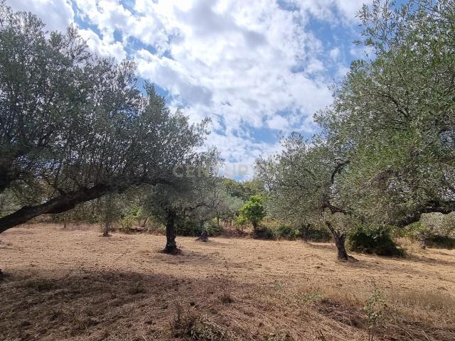 Terreno rustico de 5500m2 em Aldeia das Quintas da Torre, Fundão