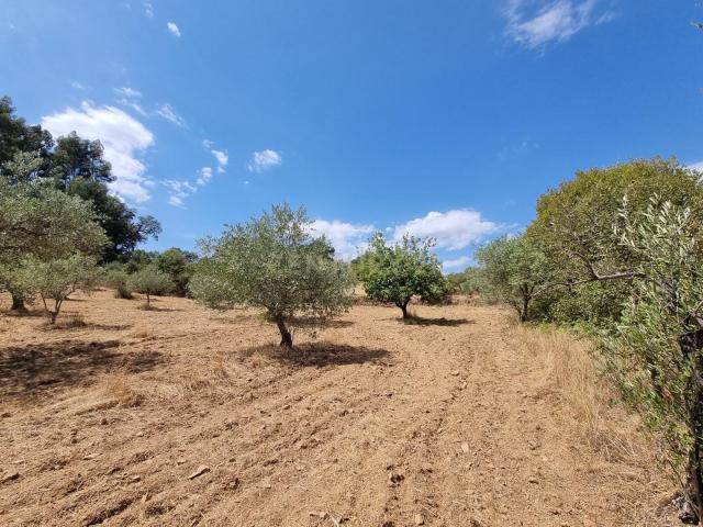 Terreno rustico de 7010m2 em Aldeia das Quintas da Torre, Fundão