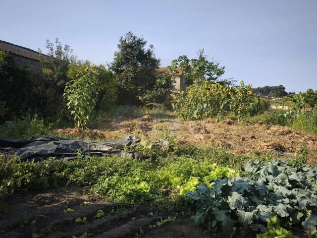 Terreno Rustico Em Cristelo