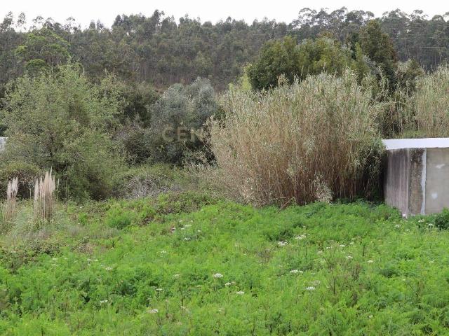 Terreno Rústico em Antanhol, Coimbra – 3.500m² com Árvores de Fruto e Oliveiras