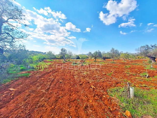 Terreno Rustico em Loulé com acesso directo